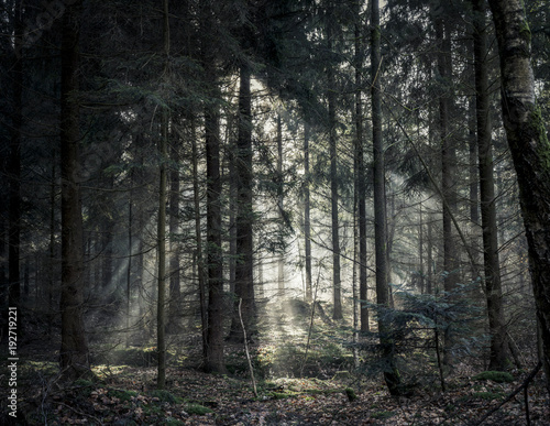 Zdjęcie XXL Lekka gra w lesie