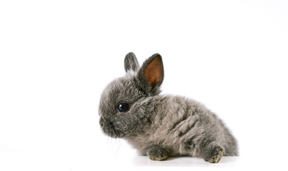 Close up of baby bunny