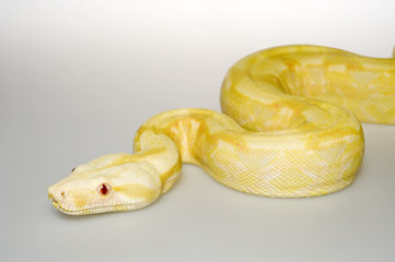 Albino Boa / Abgottschlange (Boa constrictor) - red-tailed boa 