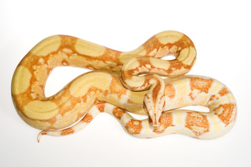 Albino Boa / Abgottschlange (Boa constrictor) - red-tailed boa 