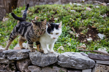 two cats embrace otdoors