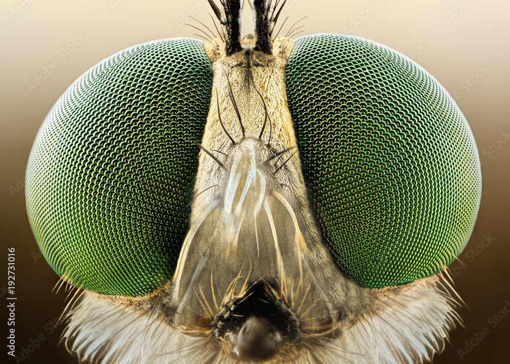 Extreme sharp and detailed macro of robber fly  - obrazy, fototapety, plakaty 
