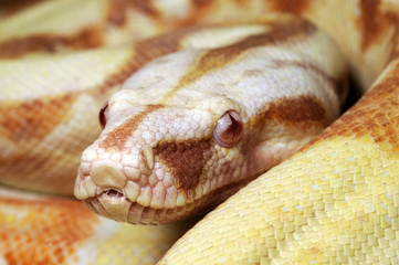 Albino Boa / Abgottschlange (Boa constrictor) - red-tailed boa