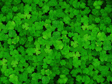 Natural Green Dark Background. Plant And Herb Texture. Leafs Green Young Fresh Oxalis, Shamrock, Trefoil Close-up. Beautiful Background With Green Clover Leaves For Saint Patrick's Day