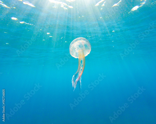 White jellyfish underwater, pelagia noctiluca Poster Mural XXL
