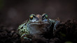 Frog (close up)
