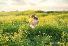 Dog On A Yellow Field
