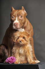 Pitbull Terrier and St. Petersburg Orchid on a dark background