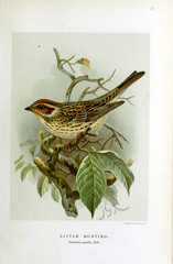 Illustration of a bird.