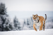 Young Siberian tiger running across snow fields