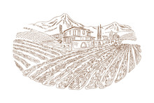 Wine Yard Sketch