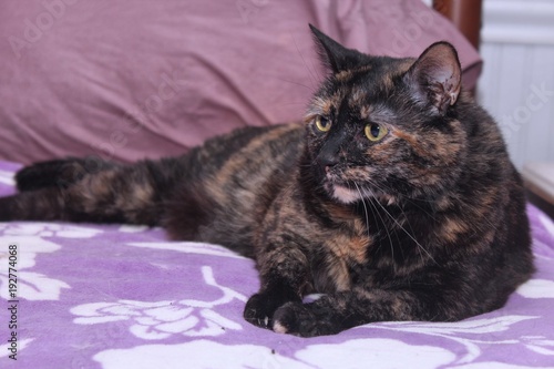 fat tortoiseshell cat