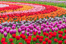 Tulips In A Field Garden Arranged In A Pattern Of Concentric Circles Of Varying Colors. Shallow Depth Of Field.