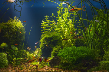 Wall Mural - Green planted large tropical fresh water aquarium with small fishes in low key with dark blue background