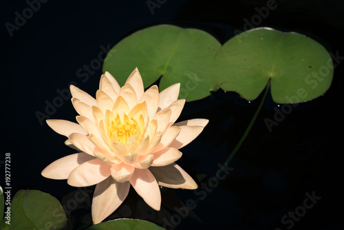Lily Pad Flower In Bloom Green Pink Yellow White Stock Photo Adobe Stock Lily Pad Flower In Bloom Green Pink Yellow White Stock Photo Adobe Stock