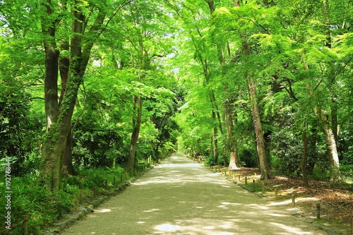 森林の道 Stock 写真 Adobe Stock 森林の道 Stock 写真 Adobe Stock