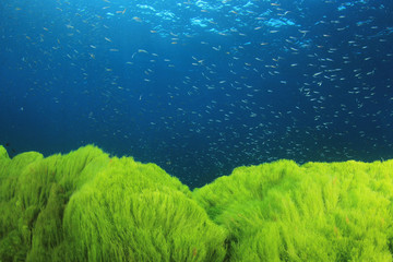 Wall Mural - Underwater green algae in blue ocean
