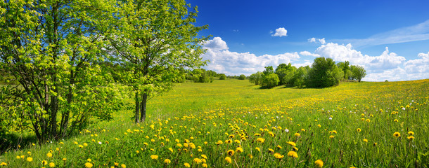 Field with yellow dandelions and blue sky