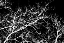Naked Tree Branches On A Black Background