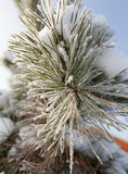 Fototapeta  - Snow on the Christmas tree in winter