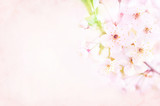 Spring blossom/springtime cherry bloom, toned, pink flowers background, pastel and soft floral card, toned