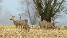 Wild Roe Deer Herd In A Field During Winter Season