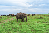 Fototapeta Sawanna - A herd of wild Indian elephants in the reserve is grazed on the field. Safari in the reserve. Elephants are grazing