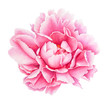 Watercolor realistic drawing of pink peony flower isolated on white background.