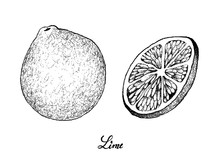 Hand Drawn Of Fresh Limes On White Background