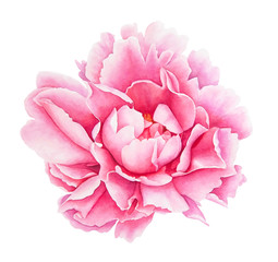 Watercolor realistic drawing of pink peony flower isolated on white background.