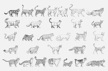Illustration Drawing Style Of Cat Breeds Collection