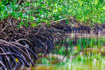 Mangrove forest in Jozani Chwaka bay National Park, Zanzibar, Tanzania