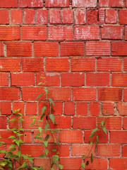 Grass and red brick wall