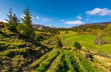 Spruce Trees Over The Grassy Slope. Beautiful Springtime Landscape Of Rural Area. Wooden Fence Around The Agricultural Field. Mountain Ridge With Snowy Tops In The Distance