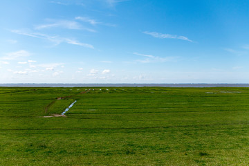  Weide am Wattenmeer bei sonnigem Wetter