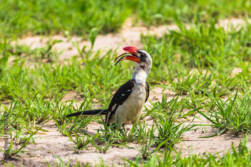 Fotografia Tanzanian red-billed hornbill. Tarangire National Park, Tanzania.