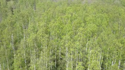 Wall Mural - Aerial view from drone on the birch wood in the summer sunny day