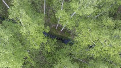 Wall Mural - Aerial view from drone on the birch wood in the summer sunny day