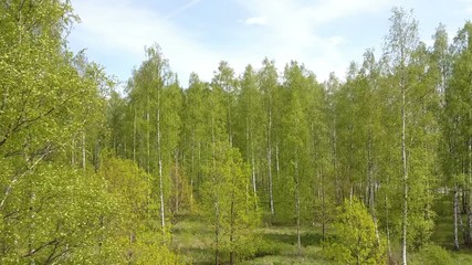 Wall Mural - Aerial view from drone on the birch wood in the summer sunny day
