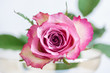 Róża kwiat romantyczne makro 
