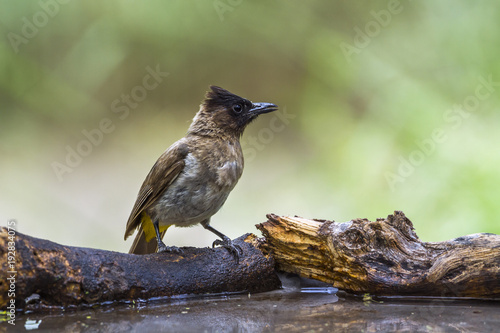 Fotografering Dark capped Bulbul in Mapungubwe National park, South Africa