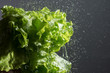 Lettuce salad and water drops.