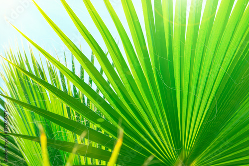 Beautiful Striped Botanical Pattern From Large Round Spiky Palm Tree Beautiful Striped Botanical Pattern From Large Round Spiky Palm Tree Leaves On Clear Blue Sky Background