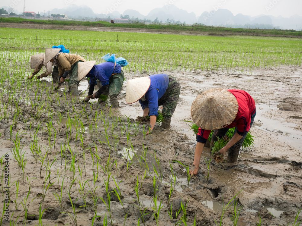Adult’s Vietnamese woman’s in traditional dress and a conical hat in ...