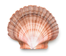 Top View Of Scallops Shell