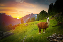 Llamas In The Mountains.