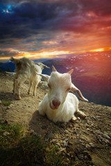 Wall Mural - goats in the mountains.