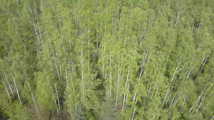 Wall Mural - Aerial view from drone on the birch wood in the summer sunny day