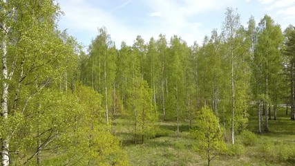 Wall Mural - Aerial view from drone on the birch wood in the summer sunny day
