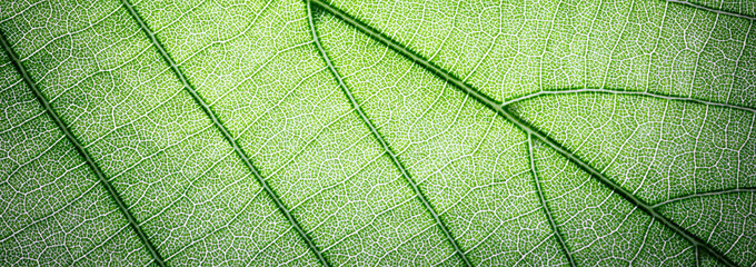web banner green leaves macro texture background